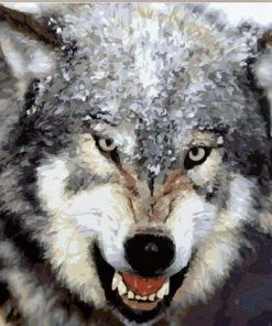 Angry Wolf Paint By Numbers