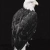 Black And White Eagle Paint By Numbers