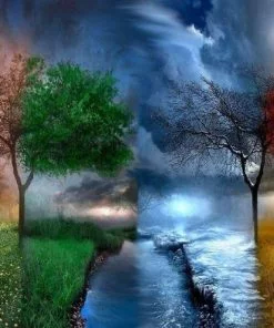 Four Season Trees Paint By Numbers