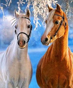 Stallion Horses Paint By Numbers