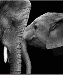 Black and White Elephants Paint By Numbers