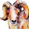 Colorful Sheep Paint By Numbers