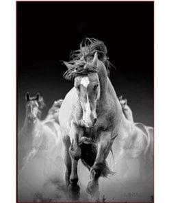 Black And White Horses Paint By Numbers