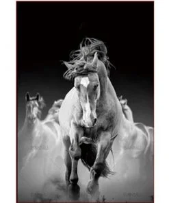 Black And White Horses Paint By Numbers