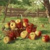 Apples Basket Paint By Numbers