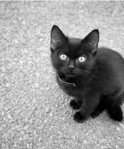 Black Kitten Paint By Numbers