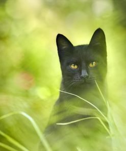 Black Cat Paint By Numbers