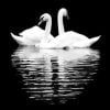 Black And White Swans Paint By Numbers