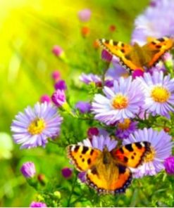 Butterfly on a Flower Flowers Paint By Numbers