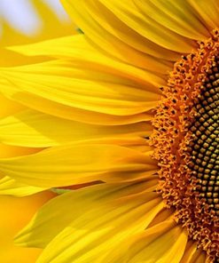 Sunflower Leaves Paint By Numbers