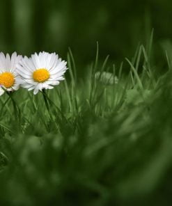 Two Daisies Paint By Numbers