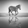 Black And White Zebra Paint By Numbers