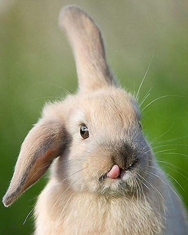 Funny Rabbit Tongue - Animals Paint By Numbers - Numeral Paint