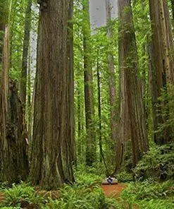 Giant Redwood Trees Paint By Numbers