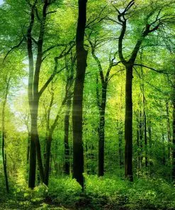 Jungle Trees Paint By Numbers