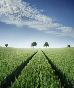 Green Wheat Field Paint By Numbers