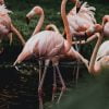 Flamingo Birds Paint By Numbers
