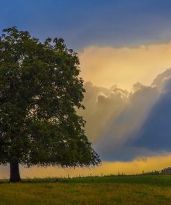 Oak Tree Paint By Numbers