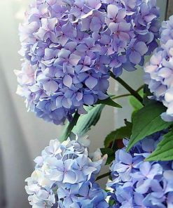 Blue Hydrangea Flowers Paint By Numbers