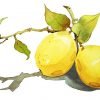 Two Lemons Paint By Numbers