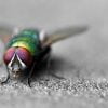 Housefly Insect Paint By Numbers