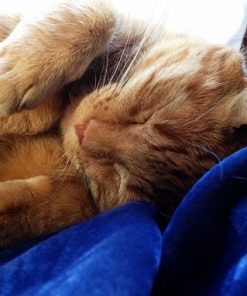 Orange Cat Paint By Numbers