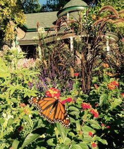 Monarch Butterfly Paint By Numbers