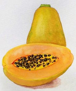 Papaya Fruit Paint By Numbers