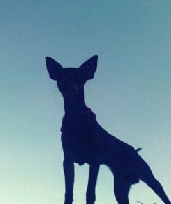 Dog Silhouette Paint By Numbers