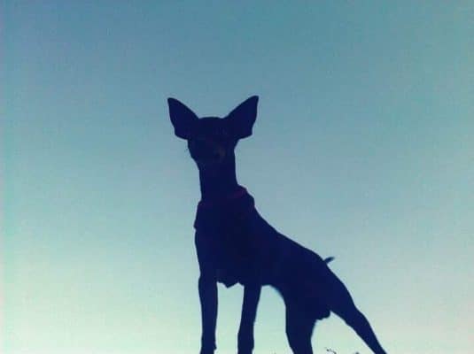 Dog Silhouette Paint By Numbers