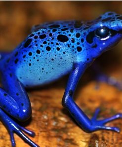 Poison Frog Paint By Numbers