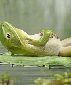 Sleepy Frog Paint By Numbers