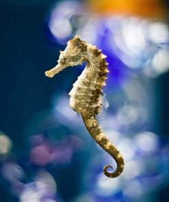 Seahorse Paint By Numbers