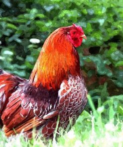 Rooster Bird paint by numbers