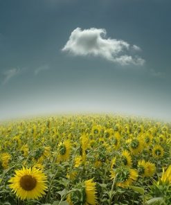 Sunflowers Field Paint By Numbers