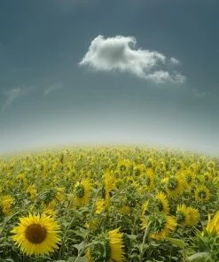 Sunflowers Field Paint By Numbers