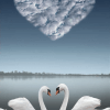 Swan Love Paint By Numbers