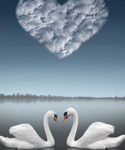 Swan Love Paint By Numbers