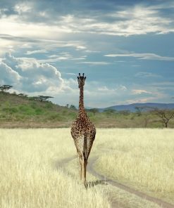 Safari Giraffe paint By Numbers