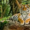Tiger In Zoo Paint By Numbers