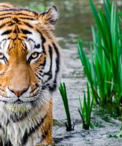 Wild Bengal Tiger Paint By Numbers