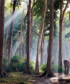 Woodland Forest Paint By Numbers