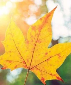 Fall Leaf Paint By Numbers