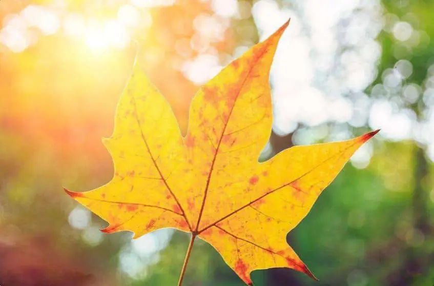 Fall Leaf Paint By Numbers