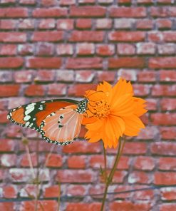 Orange Butterfly Paint By Numbers