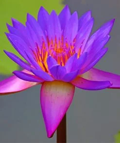 Beautiful Purple Lotus NEW Paint By Numbers