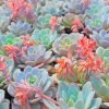 Succulent Plants Paint By Numbers