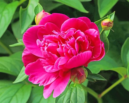 Pink Peony Paint By Numbers - Numeral Paint Kit