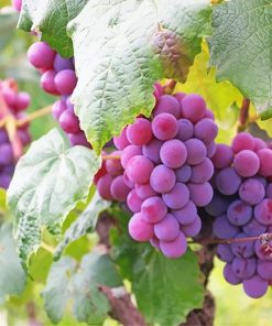 Purple Grapes Paint By Numbers