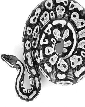 Black And White Ball Python Paint By Numbers